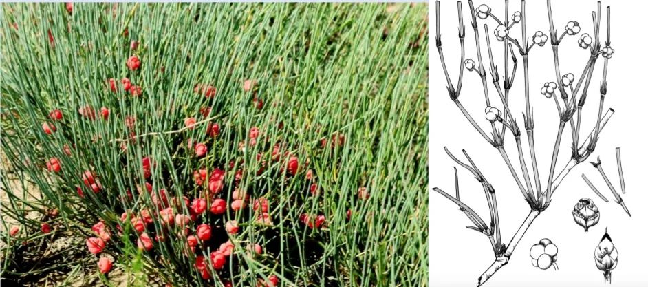 暗网
牵头制订麻黄ISO国际标准正式发布